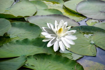 White water water lily with green leaves in garden pond.
