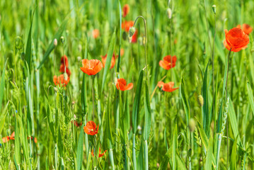 Beautiful field of red poppies in summer day, Latvia. Selective focus.