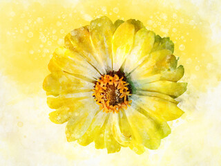 Painted yellow Zinnia flower. Watercolor background illustration set. Botanical illustration.