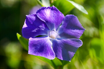 Obraz premium A Beautiful Purple Blossom