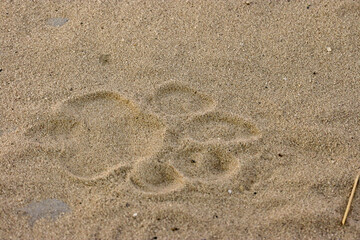 Fototapeta na wymiar Lion spoor or footprint in the Kgalagadi sand