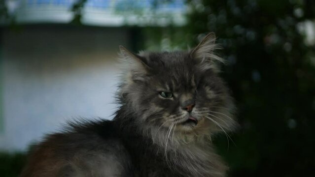Serious grumpy old cat with one eye and long whiskers calmly watching passers-by. Veteran cat with battle scars and missing eye peacefully overseeing his territory. Grey aged one-eye feline resting
