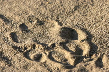 Lion spoor or footprint in the Kgalagadi sand