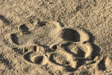 Foto op Plexiglas Lion spoor or footprint in the Kgalagadi sand © Kim