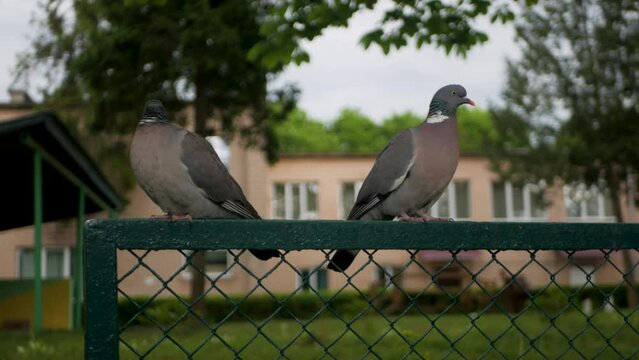 UHD footage of two well-groomed city doves observing pedestrians from a fence. Grey pigeon walking away from his friend and leaves him behind alone on the fence. Concept of leaving companion behind

