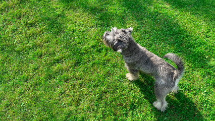 a miniature schnauzer lying on the grass,a cheerful dog resting in the sun, a lawn for walking dogs, a terrier being on a walk in the summer or spring season,dog walking, a pet walking © Aliaksei