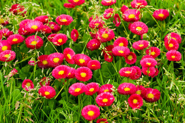 Helianthemum  Known as rock Rose,  Sunrose, Rushrose, Frostweed, in a California Garden