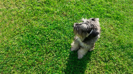 a miniature schnauzer lying on the grass,a cheerful dog resting in the sun, a lawn for walking dogs, a terrier being on a walk in the summer or spring season,dog walking, a pet walking