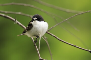 European pied flycatcher 