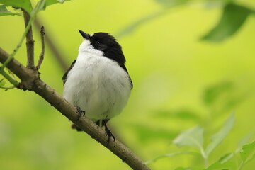European pied flycatcher 