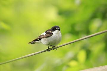 European pied flycatcher 