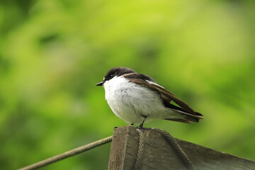 European pied flycatcher 