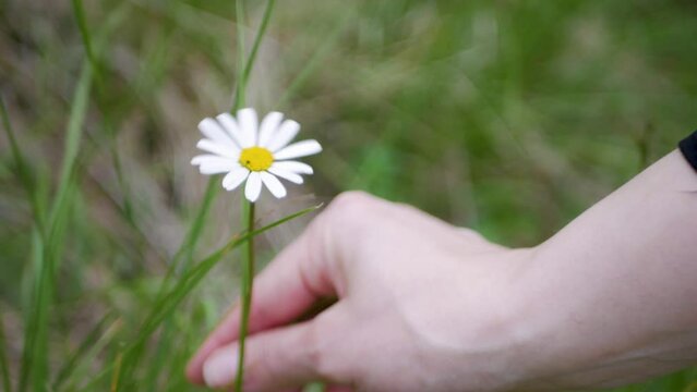 Close up of single beautiful lonely camomile flower being plucked by white feminine hand. Beautiful camomile flower taken by passgoer outdoors. Concept of taking from nature and destroying flora
