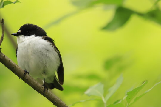 European Pied Flycatcher 