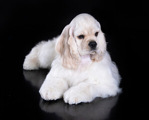 Puppy American cocker spaniel on black background