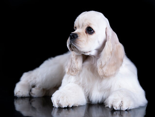 Puppy American cocker spaniel on black background