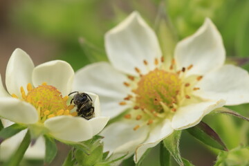 bee on a flower