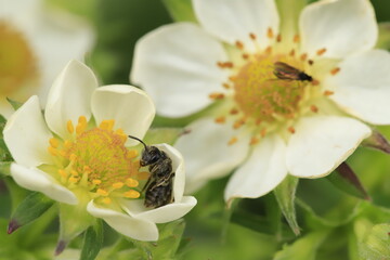 bee on a flower