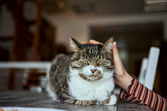 cute tabby little kitten european shorthair cat in hands.