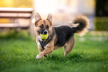 Pies bawiący się piłką  - obrazy, fototapety, plakaty