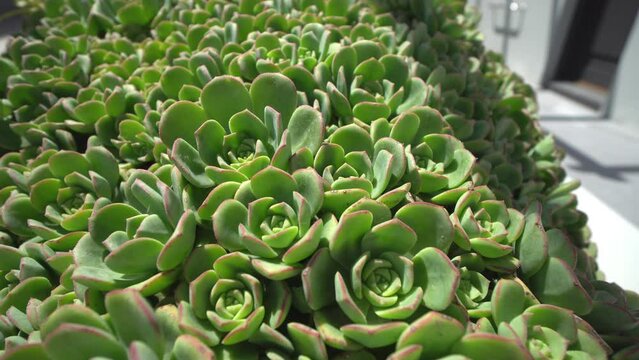 The plant of echeveria featuring crassulaceae vase. The botanical family of echeveria is crassulaceae
