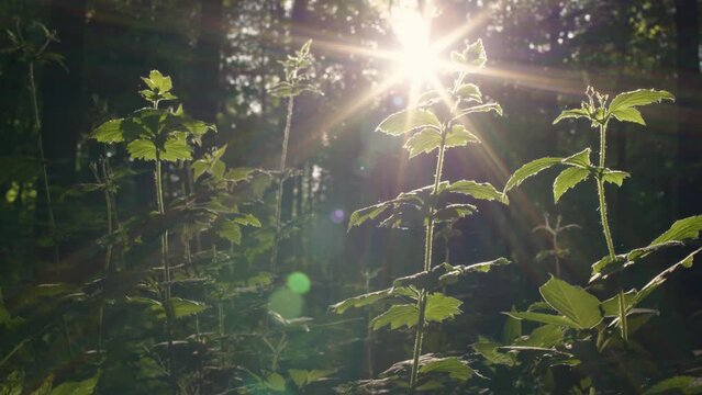 Beautiful view of nettles against sun in summer forest at sunset or dawn. sun shines into camera, rays beautifully make backlight on green plant in nature.