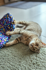 Fototapeta na wymiar Calico Cat Framed and Alert in Cat Tunnel Toy.