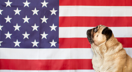 Pug dog on the background of the American flag. 4th of July independence day concept