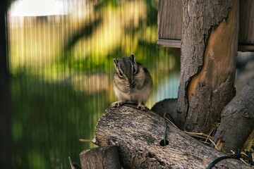 squirrel