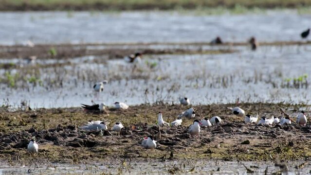 Common tern in natural habitat, sterna hirundo.