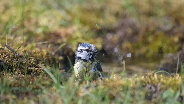 Blue tit in autumn, Scientific name: Cyanistes Caeruleus, bathing in a puddle in the forest, Front view, close-up