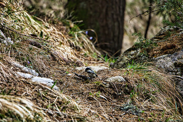 Kleiner Vogel auf einem Waldboden 