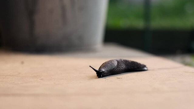 vile brown spanish slug crawls on concrete floor, close up view. big hideous garden-eater raises its horns and crawls forward. gastropods in nature