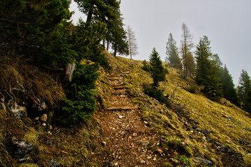 mountain forest in the morning