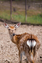 Portrait. A little fawn walks in a paddock on a ranch, on a private eco farm or in a contact zoo. Animal husbandry. Love for animals.