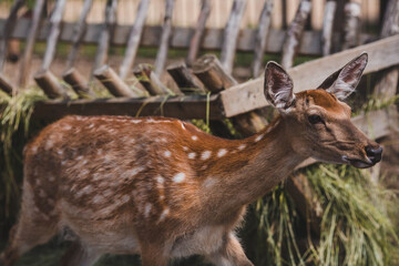 Portrait. A little fawn walks in a paddock on a ranch, on a private eco farm or in a contact zoo. Animal husbandry. Love for animals.