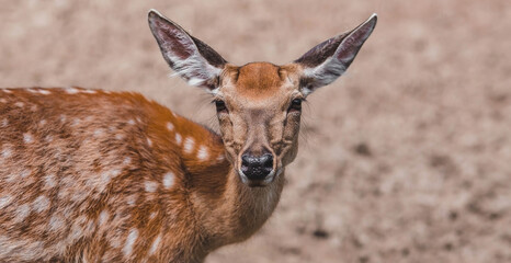 Portrait. A little fawn walks in a paddock on a ranch, on a private eco farm or in a contact zoo. Animal husbandry. Love for animals.