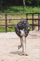 Tuinposter Domestic bird. An ostrich in a pen. The concept of animal husbandry and rural life. Portrait of an ostrich in the fresh air. Close-up. A pet on a private eco farm. Agricultural industry. © Юлия Клюева