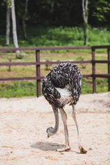 Fotobehang Domestic bird. An ostrich in a pen. The concept of animal husbandry and rural life. Portrait of an ostrich in the fresh air. Close-up. A pet on a private eco farm. Agricultural industry. © Юлия Клюева