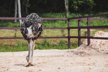 Rolgordijnen Domestic bird. An ostrich in a pen. The concept of animal husbandry and rural life. Portrait of an ostrich in the fresh air. Close-up. A pet on a private eco farm. Agricultural industry. © Юлия Клюева