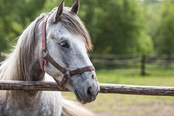 Fototapeta premium A beautiful portrait of a horse in a paddock on a ranch, on a private eco farm or in a contact zoo. Animal husbandry. Love for animals.