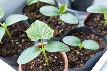 鉢植えポットに植えられた6個のキュウリの苗