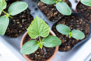鉢植えポットに植えられた4個のキュウリの苗
