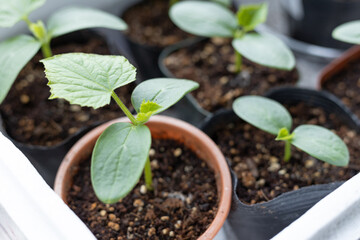 鉢植えポットに植えられた5個のキュウリの苗