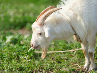 Obraz premium ヤギ