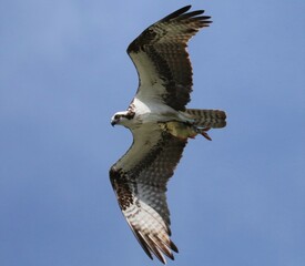 Osprey Catch of the Day Fish is on the Menu