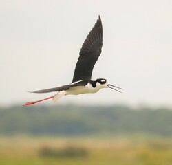 Obraz premium Striking Black and White Stilt Flight