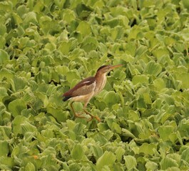 Elusive Least Bittern