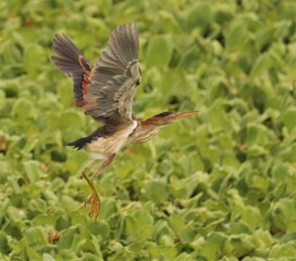 Elusive Least Bittern