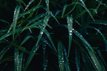 Green Grass With Water Droplets